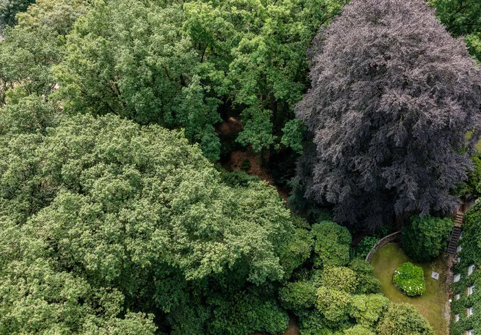 Einige der großen Bäume des Wilmans Park von oben